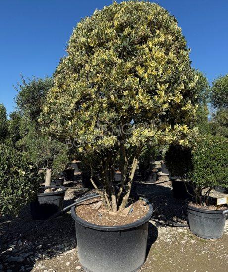 Ligustrum texanum 'Silver Star' - Japanischer Liguster