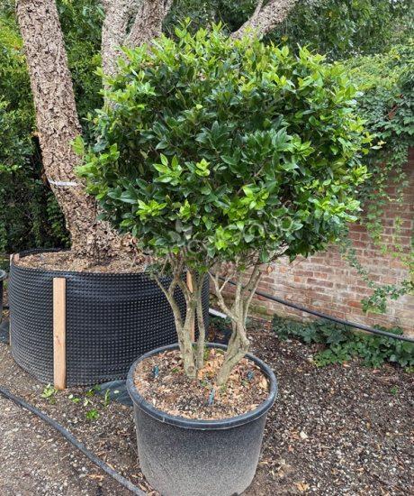Ligustrum texanum - Japanischer Liguster