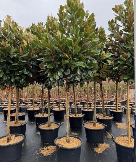 Magnolia grandiflora 'Francois Treyve' - Immergrüne Magnolie