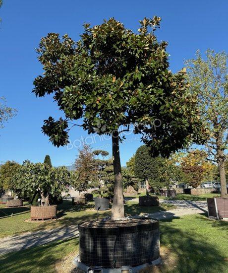 Magnolia grandiflora - Immergrüne Magnolie