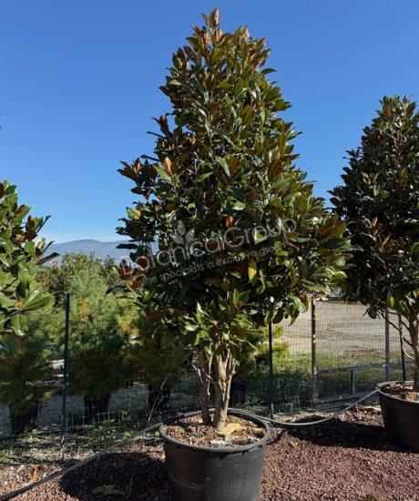 Magnolia grandiflora 'Gallisoniensis' - Immergrüne Magnolie