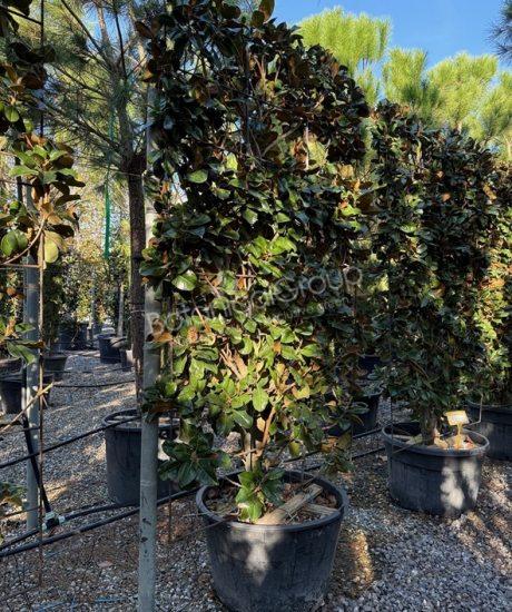 Magnolia grandiflora 'Gallisoniensis' - Immergrüne Magnolie