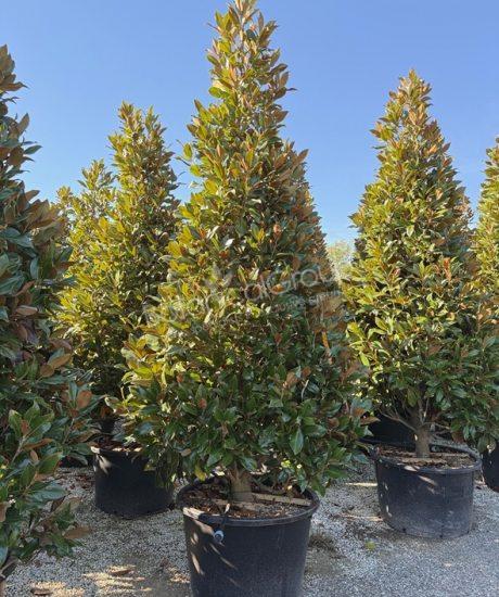 Magnolia grandiflora 'Gallisoniensis' - Immergrüne Magnolie