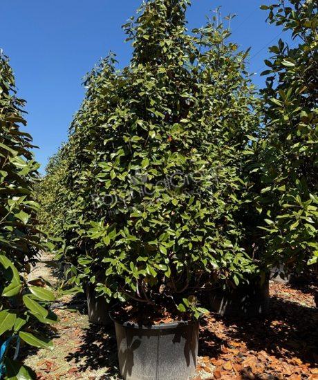 Magnolia grandiflora 'Gallisoniensis' - Immergrüne Magnolie