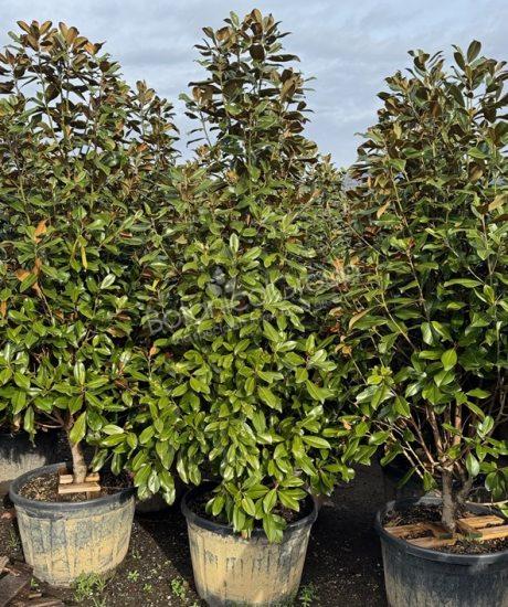 Magnolia grandiflora 'Goliath' - Immergrüne Magnolie