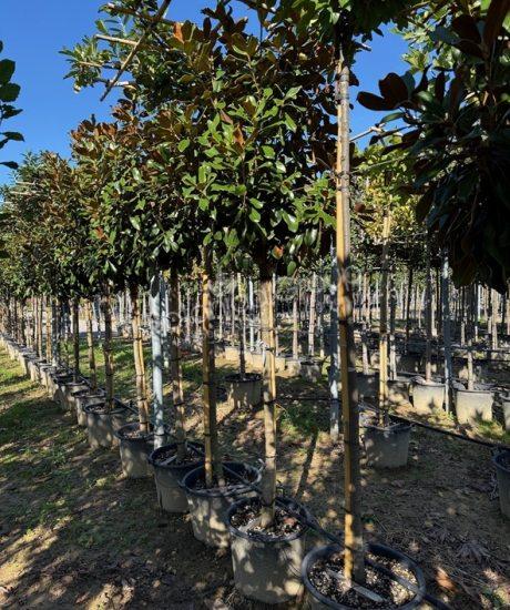 Magnolia grandiflora 'Goliath' - Immergrüne Magnolie