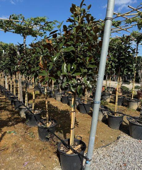 Magnolia grandiflora 'Goliath' - Immergrüne Magnolie