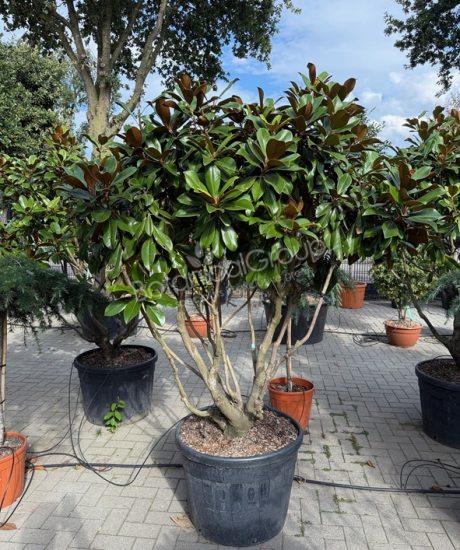Magnolia grandiflora 'Goliath' - Immergrüne Magnolie
