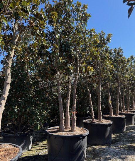 Magnolia grandiflora 'Goliath' - Immergrüne Magnolie