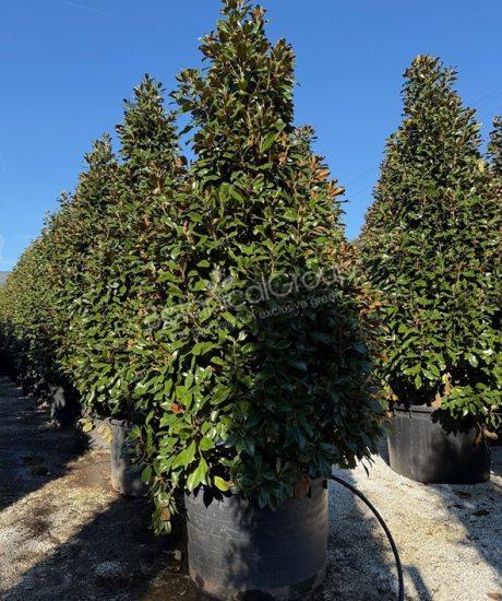 Magnolia grandiflora 'Goliath' - Immergrüne Magnolie