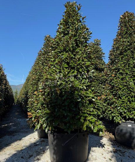 Magnolia grandiflora 'Goliath' - Immergrüne Magnolie