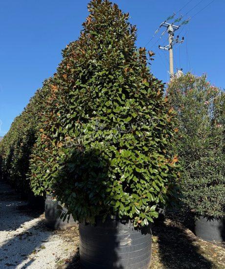 Magnolia grandiflora 'Goliath' - Immergrüne Magnolie