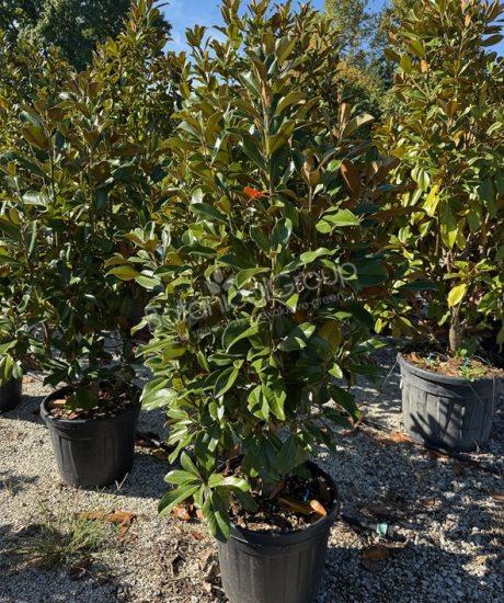 Magnolia grandiflora 'Goliath' - Immergrüne Magnolie