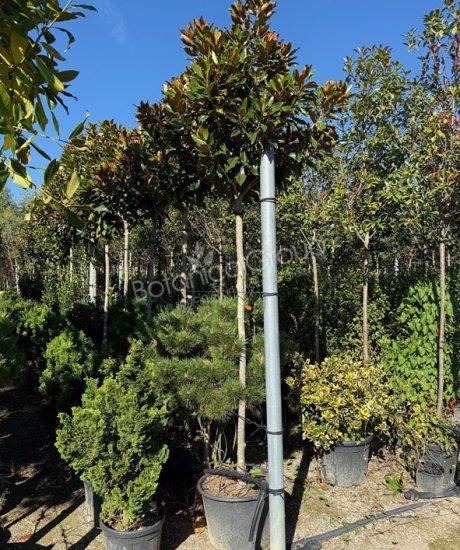  Magnolia grandiflora 'Little Gem' - Immergrüne Magnolie