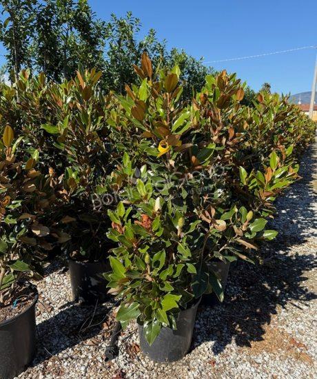Magnolia grandiflora 'Little Gem' - Immergrüne Magnolie