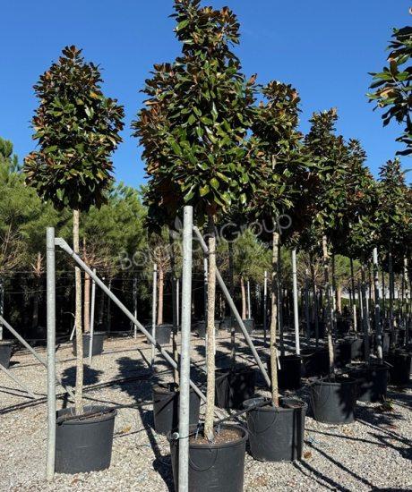 Magnolia grandiflora 'Goliath' - Immergrüne Magnolie