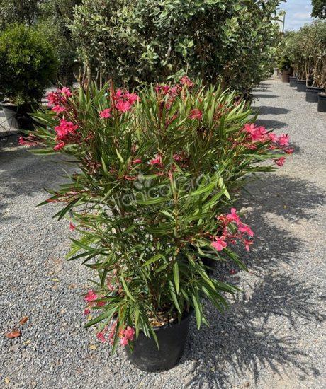 Nerium oleander - Oleander
