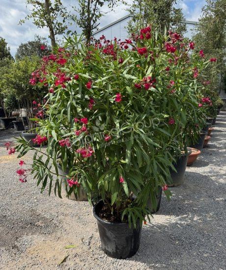 Nerium oleander - Oleander