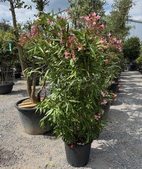 Nerium oleander - Oleander