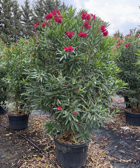 Nerium oleander - Oleander