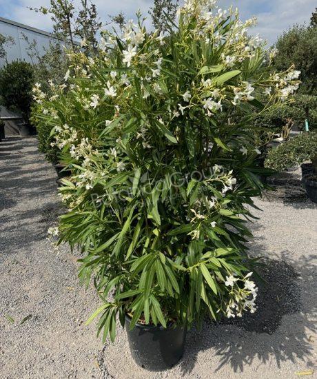 Nerium oleander - Oleander