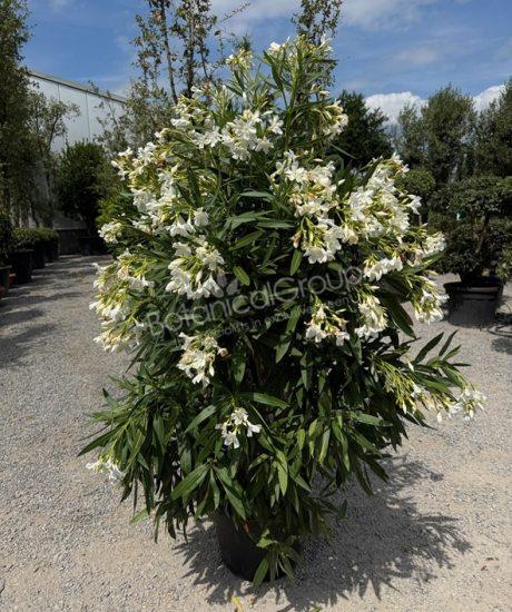 Nerium oleander - Oleander