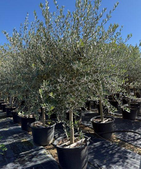 Olivenbaum Forma Toscana - Olea europaea
