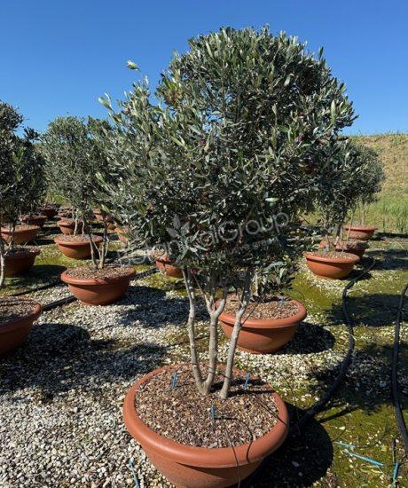 Olivenbaum Forma Toscana - Olea europaea