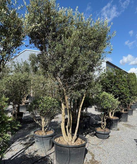 Olivenbaum Forma Toscana - Olea europaea