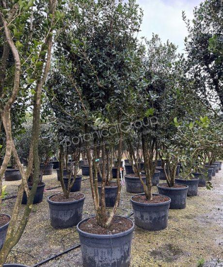 Osmanthus aquifolium - Stachelblättrige Duftblüte