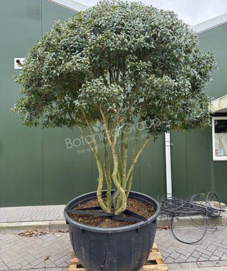 Osmanthus burkwoodii - Stachelblättrige Duftblüte