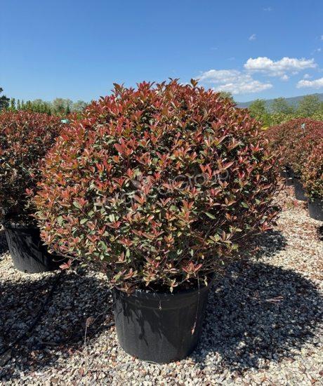 Photinia fraseri 'Robusta Compacta' - Glanzmispel