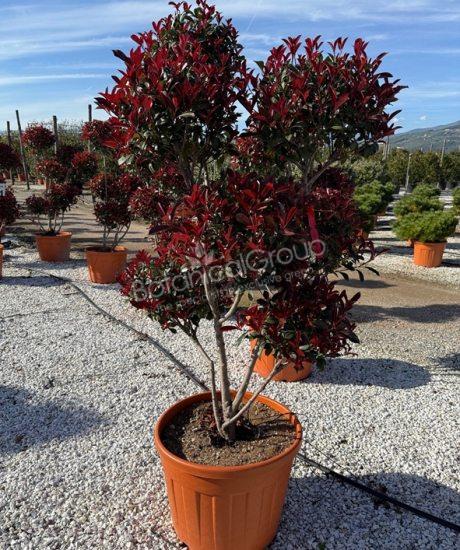 Photinia fraseri 'Robusta Compacta' - Glanzmispel