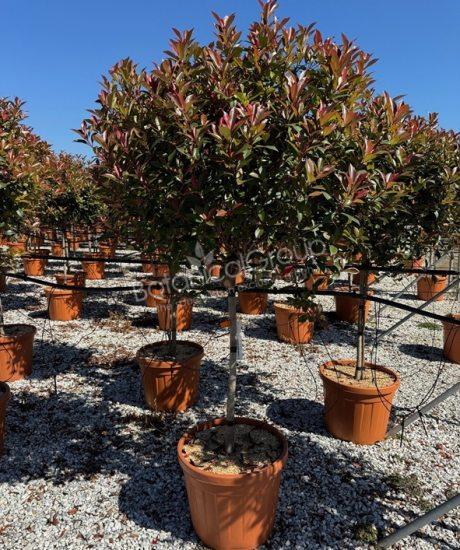 Photinia fraseri 'Robusta Compacta' - Glanzmispel