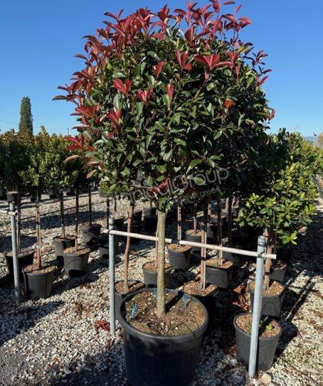 Photinia fraseri 'Red Robin' - Glanzmispel- Glanzmispel