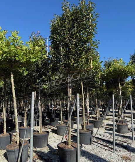 Photinia fraseri 'Red Robin' - Glanzmispel