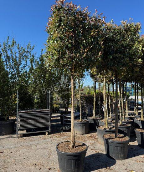 Photinia fraseri 'Red Robin' - Glanzmispel