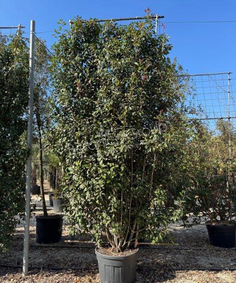 Photinia fraseri 'Red Robin' - Glanzmispel