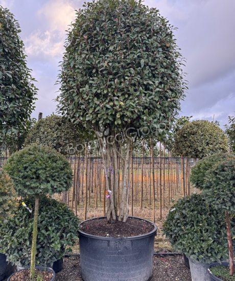 Photinia fraseri 'Red Robin' - Glanzmispel