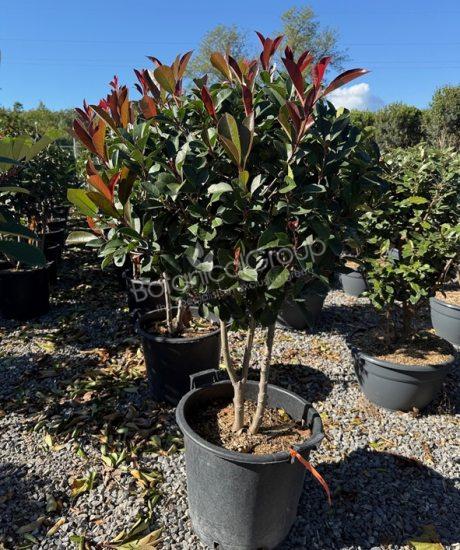 Photinia fraseri 'Red Robin' - Glanzmispel