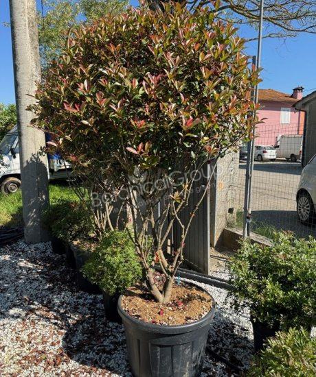 Photinia fraseri 'Robusta Compacta' - Glanzmispel