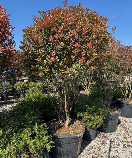 Photinia fraseri 'Robusta Compacta' - Glanzmispel