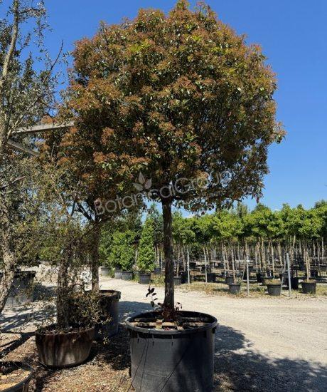 Photinia fraseri 'Red Robin' - Glanzmispel