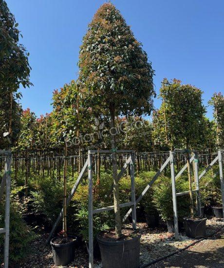 Photinia fraseri 'Red Robin' - Glanzmispel Pyramidenförmige Krone