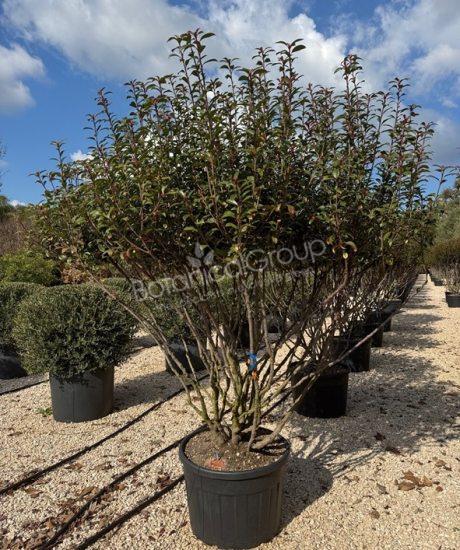 Photinia fraseri 'Robusta Compacta' - Glanzmispel