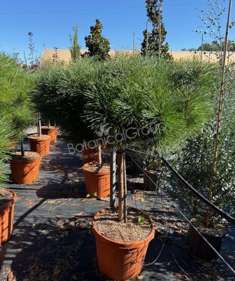 Pinus brepo 'Pierrick Bregeon' - Kugel Schwarzkiefer