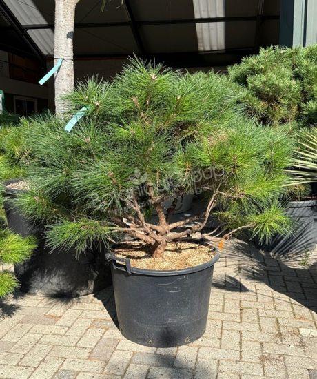 Pinus brepo - Kugel Schwarzkiefer