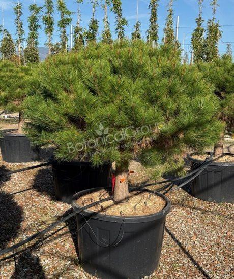 Pinus densiflora 'Alice Verkade' - Kugel Schwarzkiefer