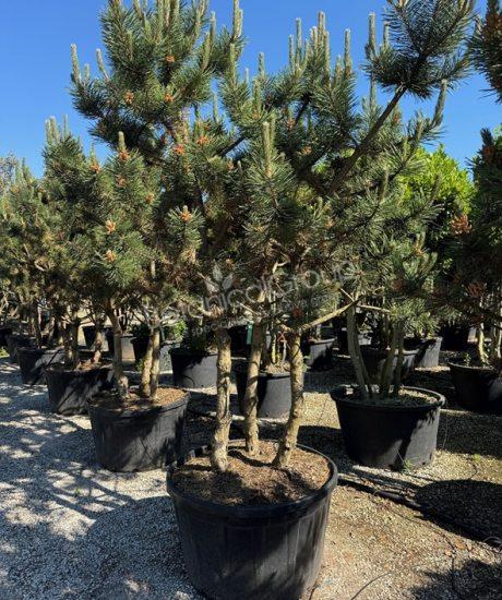 Pinus nigra 'Austriaca' - Schwarzkiefer