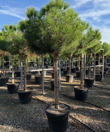 Pinus pinea - Pinie